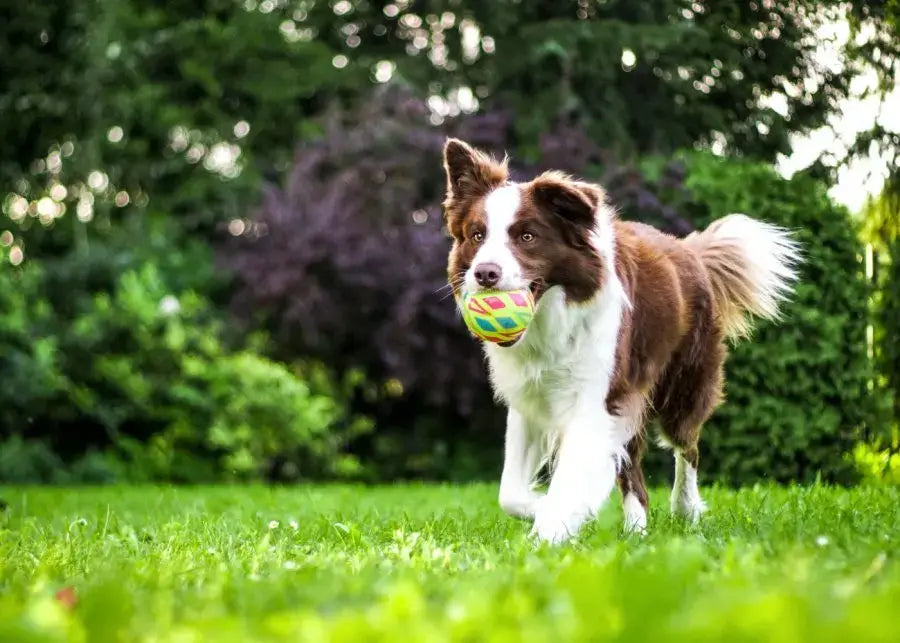 The Benefits and Drawbacks of Electric Fences for Dogs